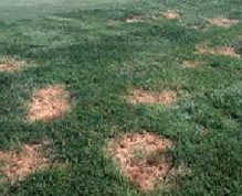 Leaf Spot and Melting Out Diseases