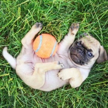 Dog on Back in Grass With Orange Ball